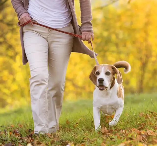 Licensed Dog Walking Company