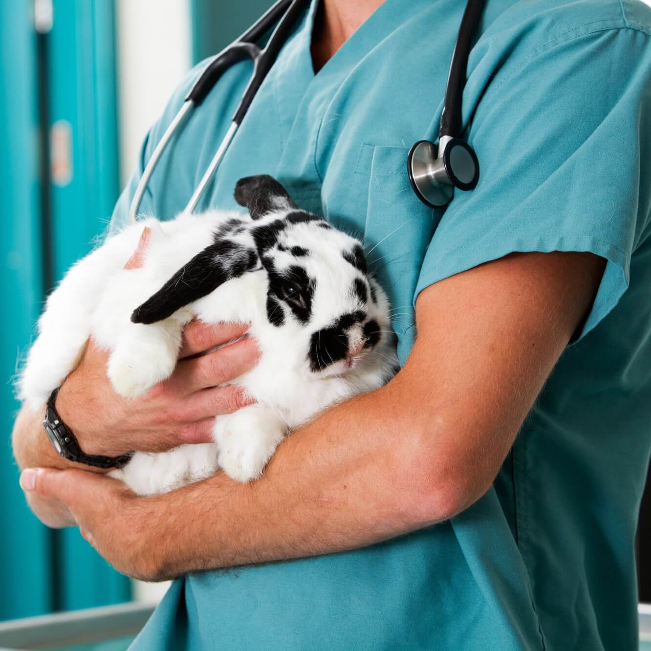 veterinary nurse holding animal