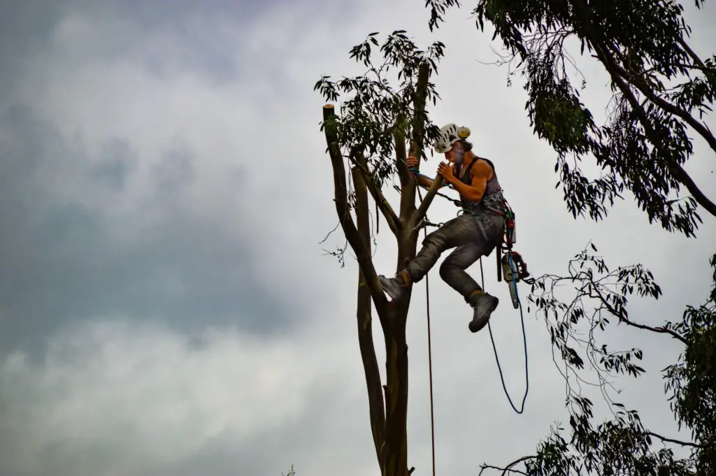 How To Become A Tree Surgeon UK Step By Step Guide Career Boss how-to-become-a-tree-surgeon-uk-step-by-step-guide-career-boss